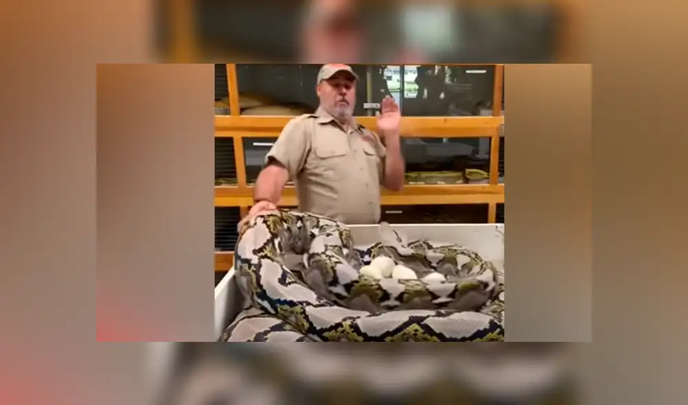 Desliza hacia la izquierda para ver el ataque de la serpiente. Video viral de YouTube. Desliza hacia la izquierda para ver el ataque de la serpiente. Video viral de YouTube.