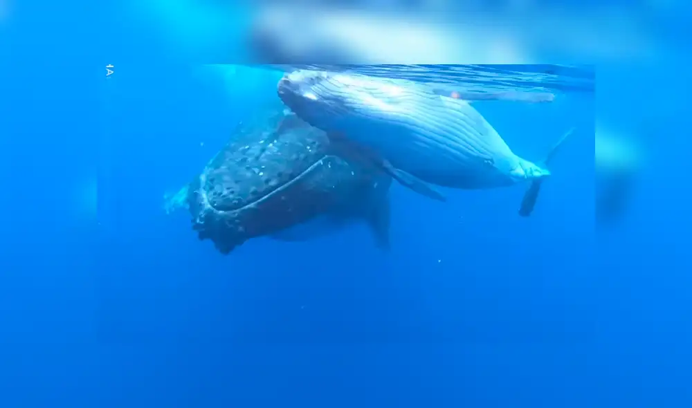 Un video viral de Facebook muestra el momento en que un grupo de turistas nadan al lado de gigantescas ballenas jorobadas en Estados Unidos. Un video viral de Facebook muestra el momento en que un grupo de turistas nadan al lado de gigantescas ballenas jorobadas en Estados Unidos.