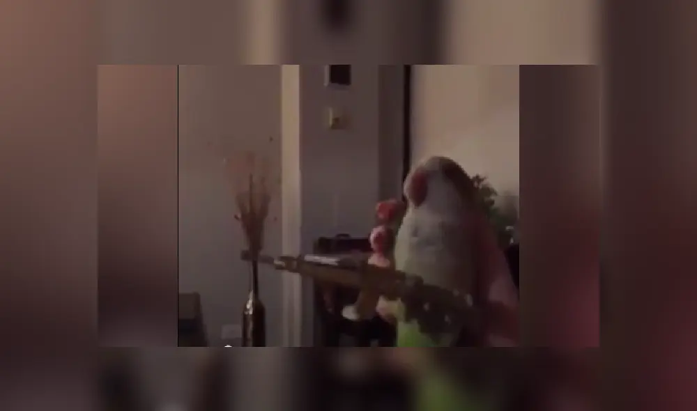 Desliza a la izquierda para ver más imágenes del perico que se volvió viral en las redes sociales. (Foto: captura)