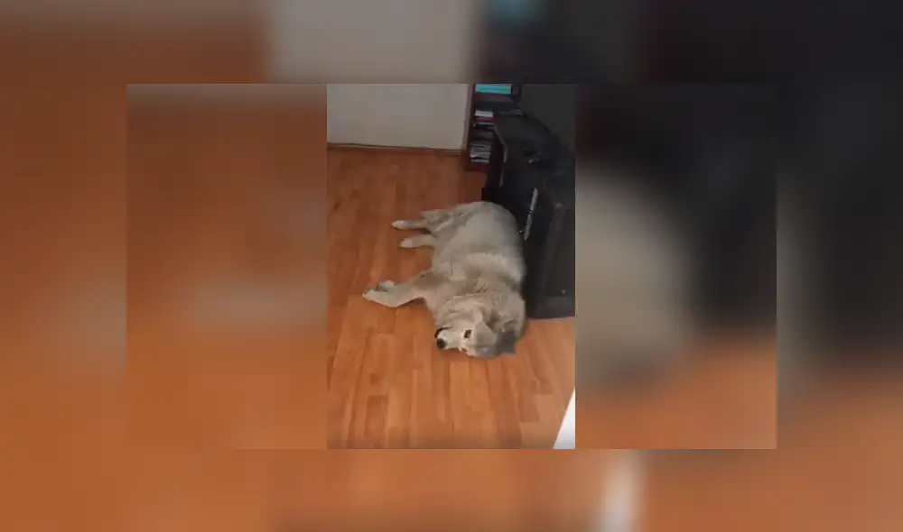 Desliza las imágenes para apreciar el singular comportamiento de un perro al ser reprendido por su dueña.