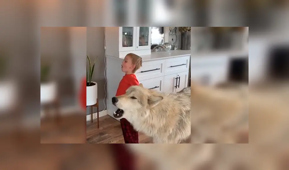 En YouTube, un pequeño sorprendió al seguir las indicaciones de un gigantesco lobo que le enseñaba aullar.