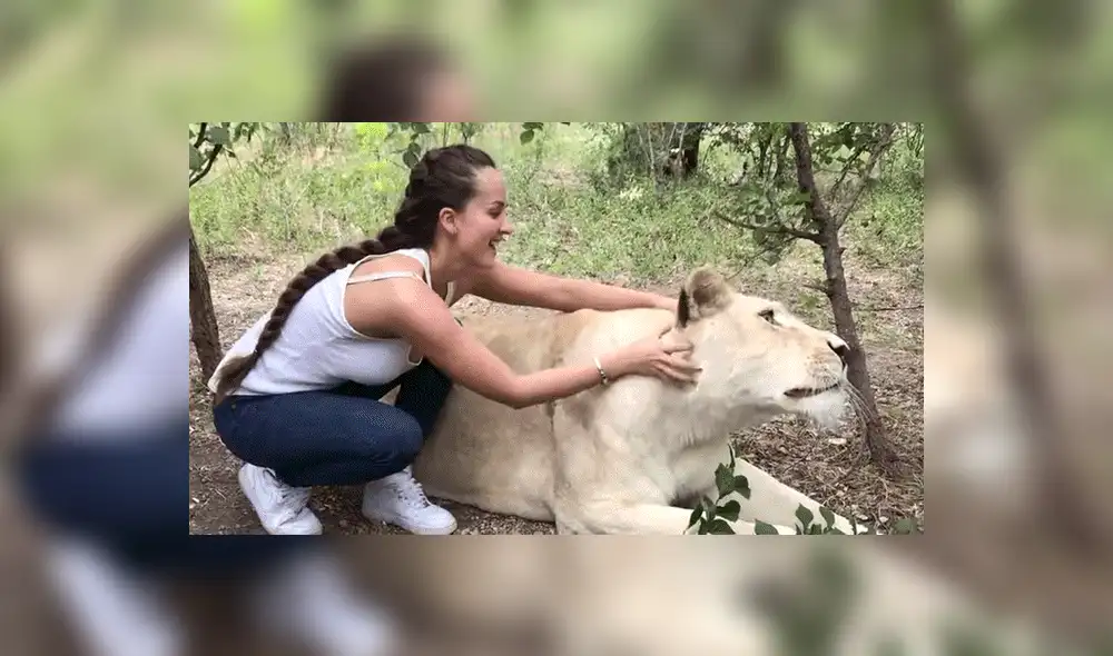 YouTube viral: Entra a calabozo de feroz depredador y este asombra a todos con una insólita reacción [VIDEO]