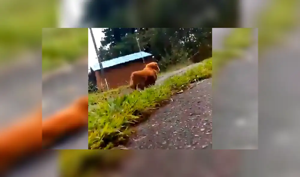 En Facebook, un chico paseaba con su perro y fingió desmayarse para ver la reacción de su mascota.