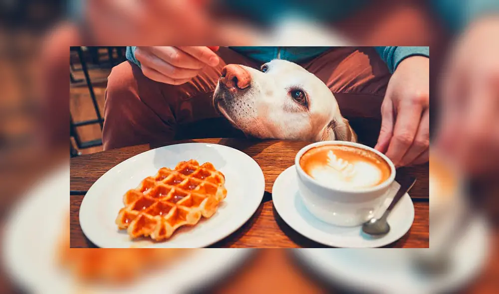 El primer café de Madrid pet friendly con cachorros en adopción [VIDEO]