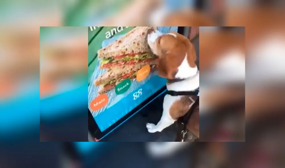 Facebook: perrito hambriento se deja llevar por sus instintos y conmueve [VIDEO]