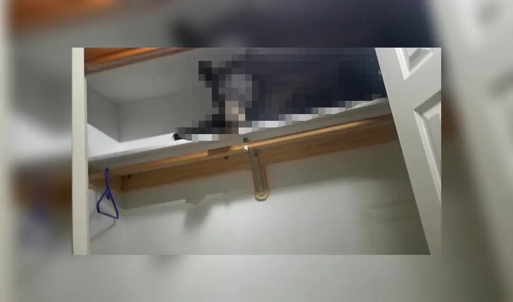 Un hombre llegó a su casa y se topó cara a cara con un peligroso animal que lo dejó impactado. Un hombre llegó a su casa y se topó cara a cara con un peligroso animal que lo dejó impactado.