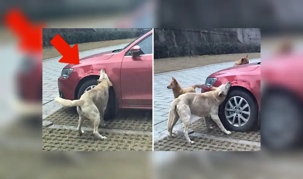 Facebook viral: chofer agrede un perro que regresa con su pandilla para destrozar su auto [FOTOS] 