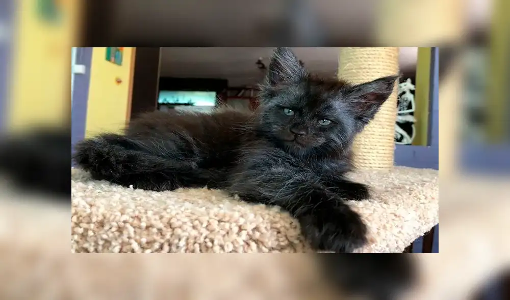 Conoce a Chimera, el gato con ‘rostro humano’, que causa sensación en las redes [FOTOS]