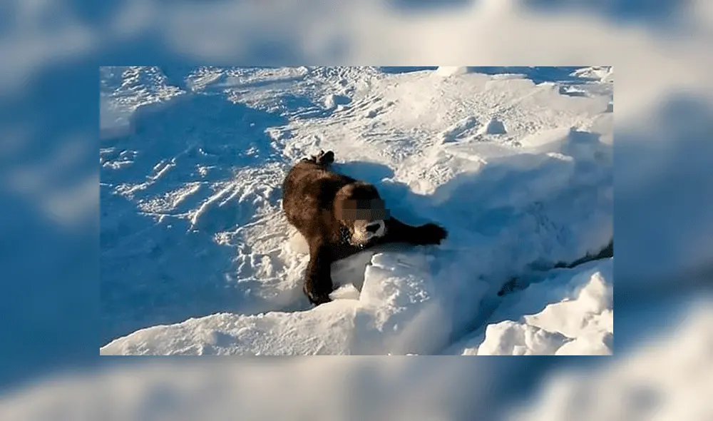 Intentaron rescatar a una foca bebé, pero terminaron provocándole la muerte [VIDEO]