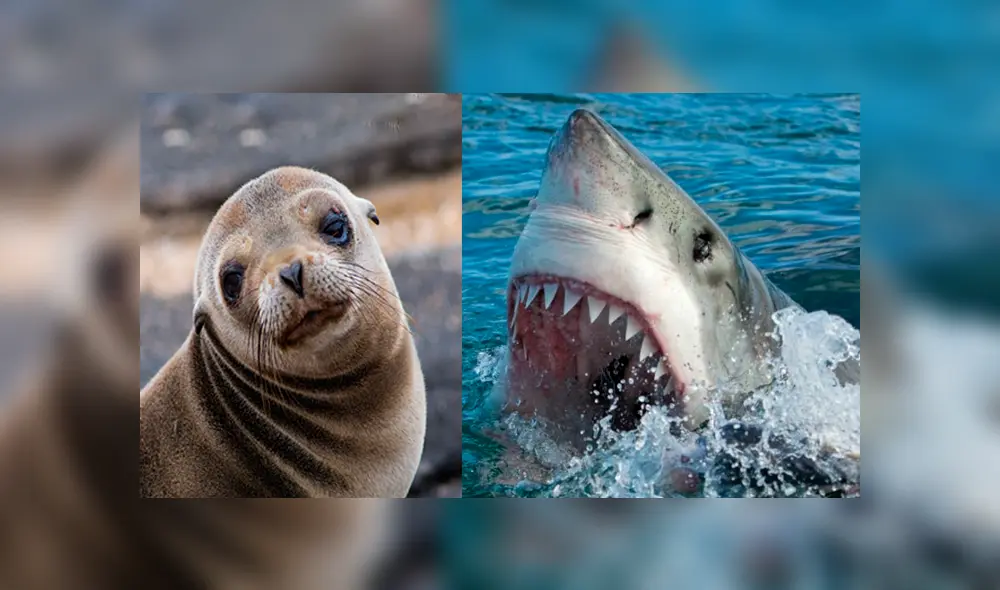 YouTube viral: feroz tiburón ataca sin piedad a indefensa foca y turistas quedan horrorizados YouTube viral: feroz tiburón ataca sin piedad a indefensa foca y turistas quedan horrorizados