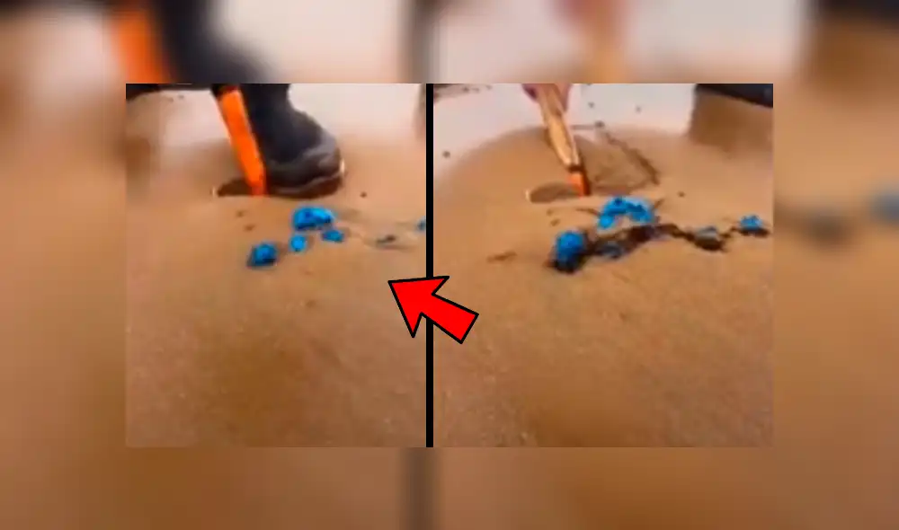 Facebook: creyó encontrar residuos plásticos en playa y descubre sorprendente criatura marina [VIDEO]