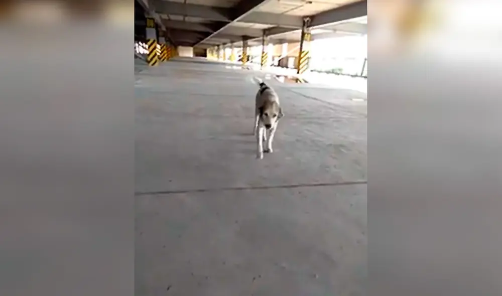 Desliza las imágenes para conocer el final feliz del reencuentro entre un joven y su mascota que se perdió en junio. Foto: La Nación/ Referencial