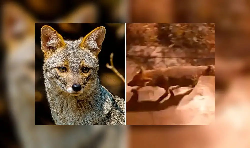 zorro la molina zorro la molina