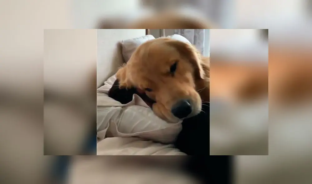 Desliza las fotografías para ver la cautivadora escena que protagonizó la mascota de una joven con su novio. Foto: Captura/Facebook Desliza las fotografías para ver la cautivadora escena que protagonizó la mascota de una joven con su novio. Foto: Captura/Facebook