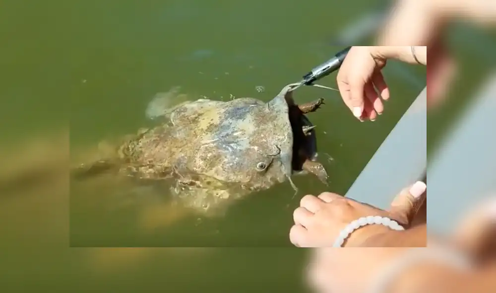 YouTube viral: gigantesco 'pez gato' aparece y encuentran increíble criatura en su interior [VIDEO]