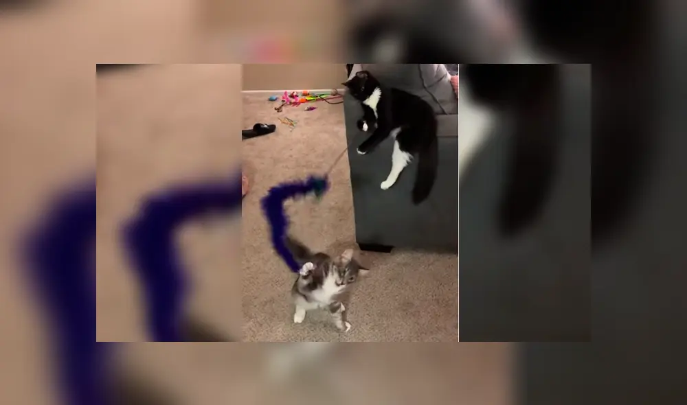 Gato de Estados Unidos Gato de Estados Unidos