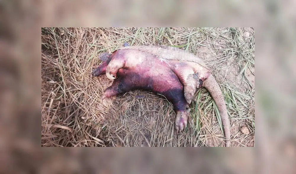 COER atendió este sábado seis incendios forestales en Iñapari, Iberia, Tampopata, Laberinto e Inambari. (Foto: Alcaldía de Iñapari)