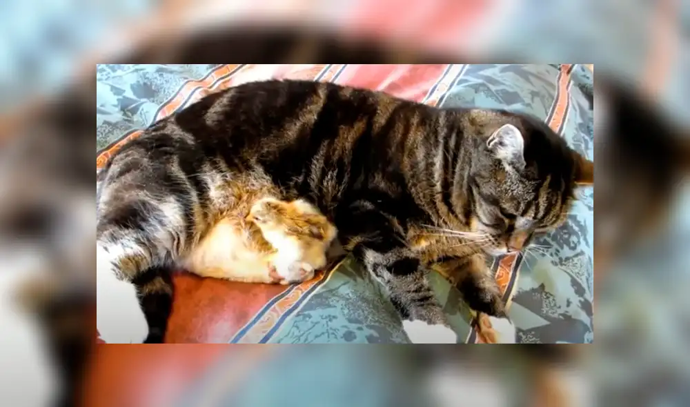 Desliza hacia la izquierda para ver las tiernas imágenes del video viral de YouTube.