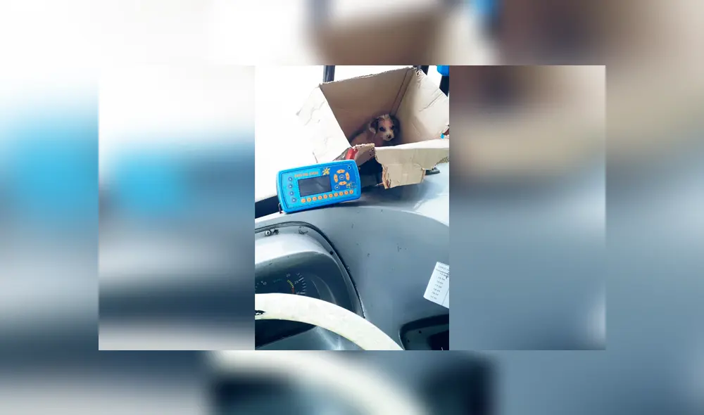 Desliza las imágenes hacia la izquierda para apreciar el noble gesto que tuvo un hombre al rescatar a un cachorro. Desliza las imágenes hacia la izquierda para apreciar el noble gesto que tuvo un hombre al rescatar a un cachorro.