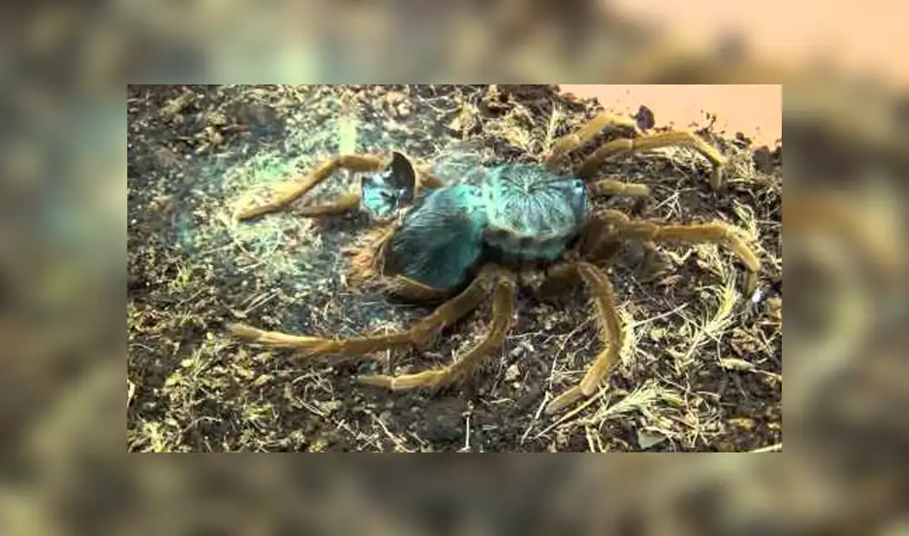 YouTube viral: cámaras registran el cambio de piel que sufre una enorme tarántula [VIDEO]