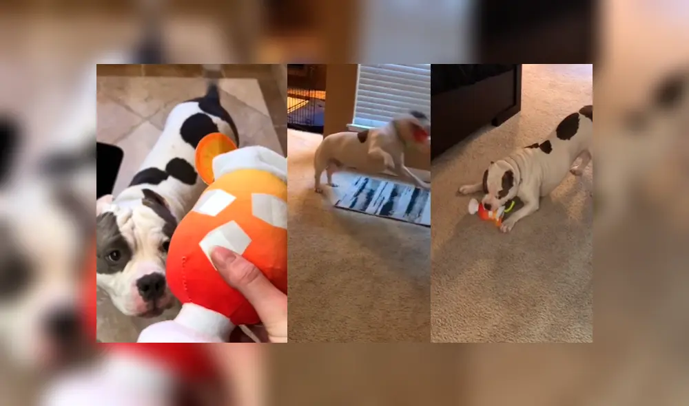 Desliza las fotografías para ver las divertidas reacciones que tiene Brutus cuando su dueña lo alimenta. Foto: Captura/ brutusthabully Desliza las fotografías para ver las divertidas reacciones que tiene Brutus cuando su dueña lo alimenta. Foto: Captura/ brutusthabully