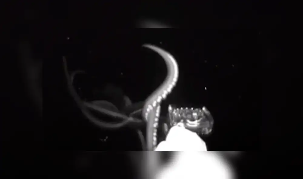 Científicos captan 'misteriosa criatura' en las profundidades del mar. Científicos captan 'misteriosa criatura' en las profundidades del mar.