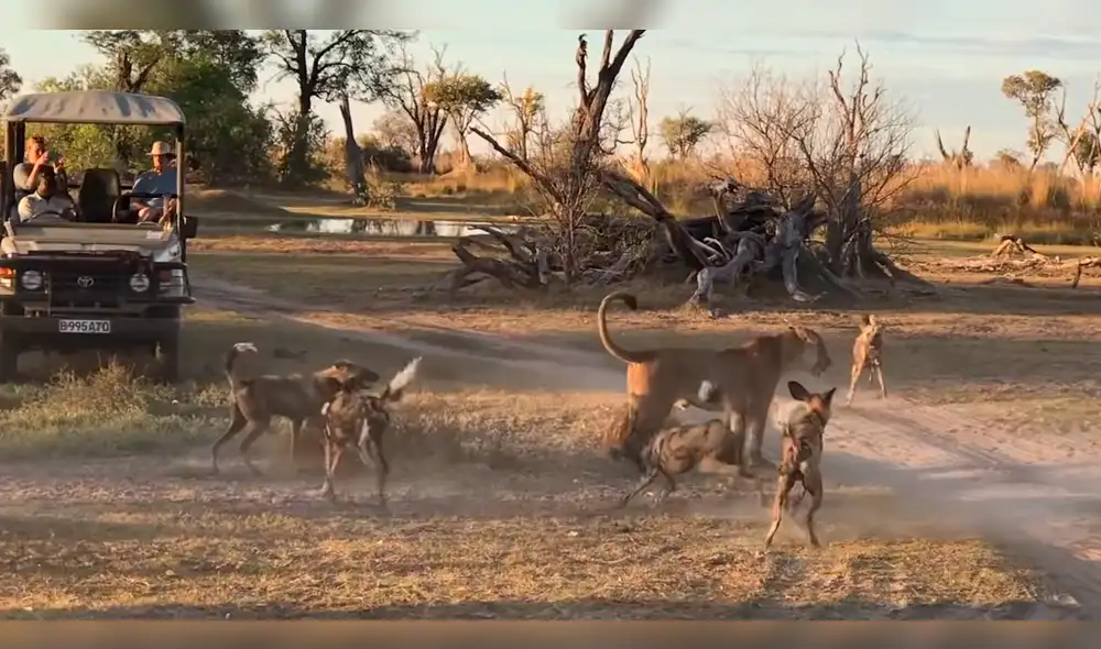YouTube: Leona se enfrenta a perros salvajes para salvar a su cachorro