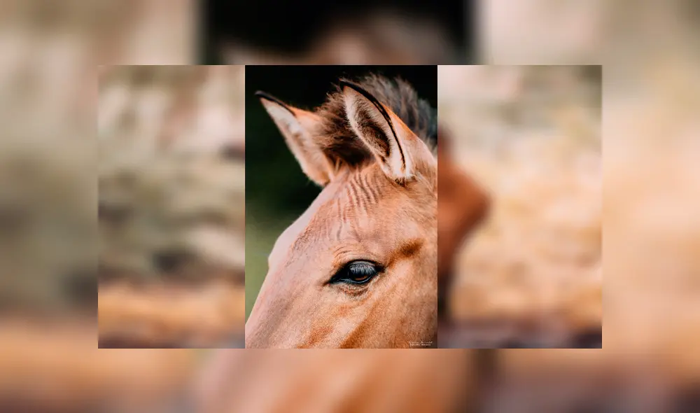 Desliza para ver al híbrido que sorprendió a todos en YouTube. Foto: Carina Maiwald. Desliza para ver al híbrido que sorprendió a todos en YouTube. Foto: Carina Maiwald.