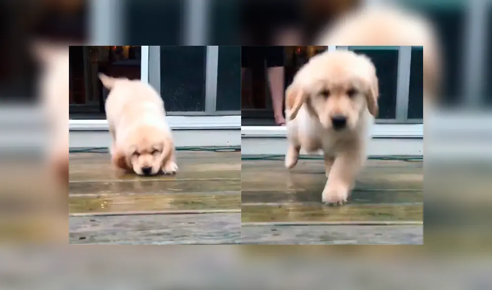 Desliza a la izquierda para ver al perro que ha conmovido a los usuarios de Facebook. Foto: Captura. Desliza a la izquierda para ver al perro que ha conmovido a los usuarios de Facebook. Foto: Captura.
