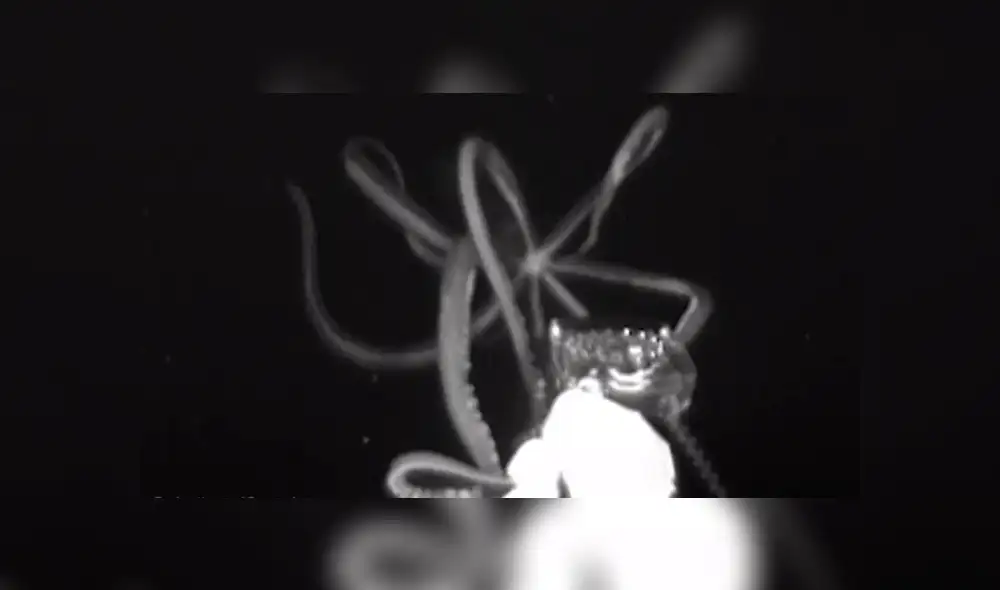 Científicos captan 'misteriosa criatura' en las profundidades del mar. Científicos captan 'misteriosa criatura' en las profundidades del mar.