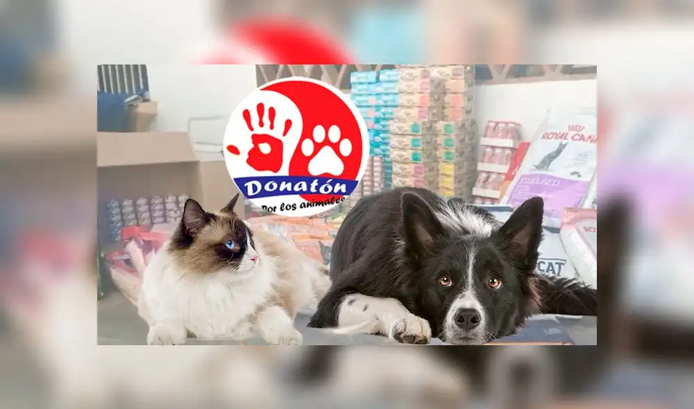 Faltan pocos días para colaborar con el primer Donatón para animales callejeros [VIDEO]