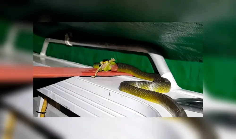 Encuentra extraña criatura negra con el cuerpo deformado, se acerca y descubre la verdad [VIDEO] 