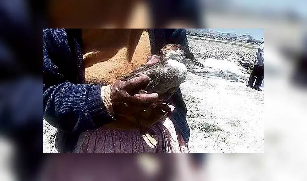 Mortalidad en el lago. Mortalidad en el lago.