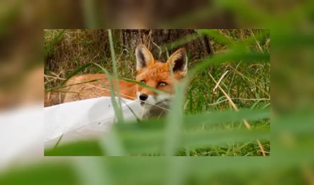 El joven quedó sorprendido al ver lo que hizo el zorro con su nuevo celular. Foto: captura El joven quedó sorprendido al ver lo que hizo el zorro con su nuevo celular. Foto: captura