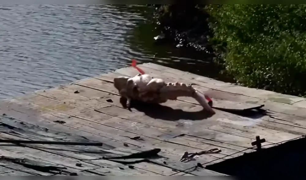 YouTube viral: circula video falso de una sirena que apareció en puerto de Nicaragua