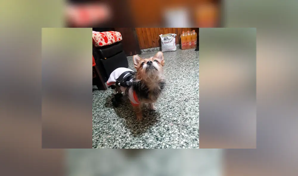 Un joven argentino de 19 años fabrica sillas de ruedas para perros y las obsequia a través de las redes sociales.