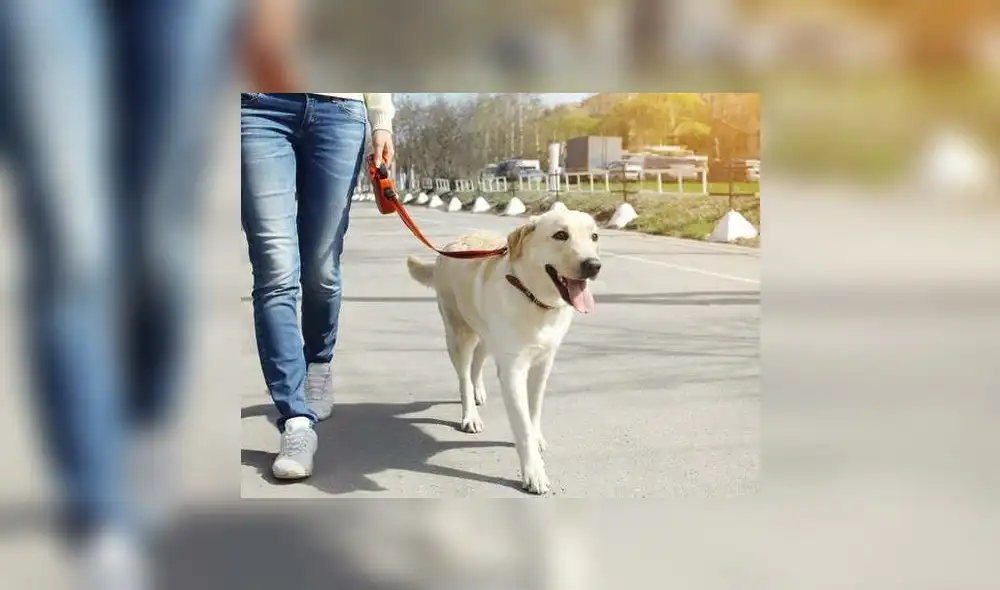Puedes salir con tu mascota a la calle en estado de emergencia solo en algunos casos. Foto: RFI. Puedes salir con tu mascota a la calle en estado de emergencia solo en algunos casos. Foto: RFI.