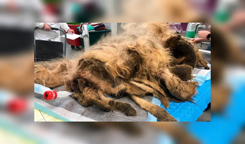 Facebook viral: perro callejero con abundante pelo es rescatado y su sorprende cambio de ‘look’ emociona a miles Facebook viral: perro callejero con abundante pelo es rescatado y su sorprende cambio de ‘look’ emociona a miles