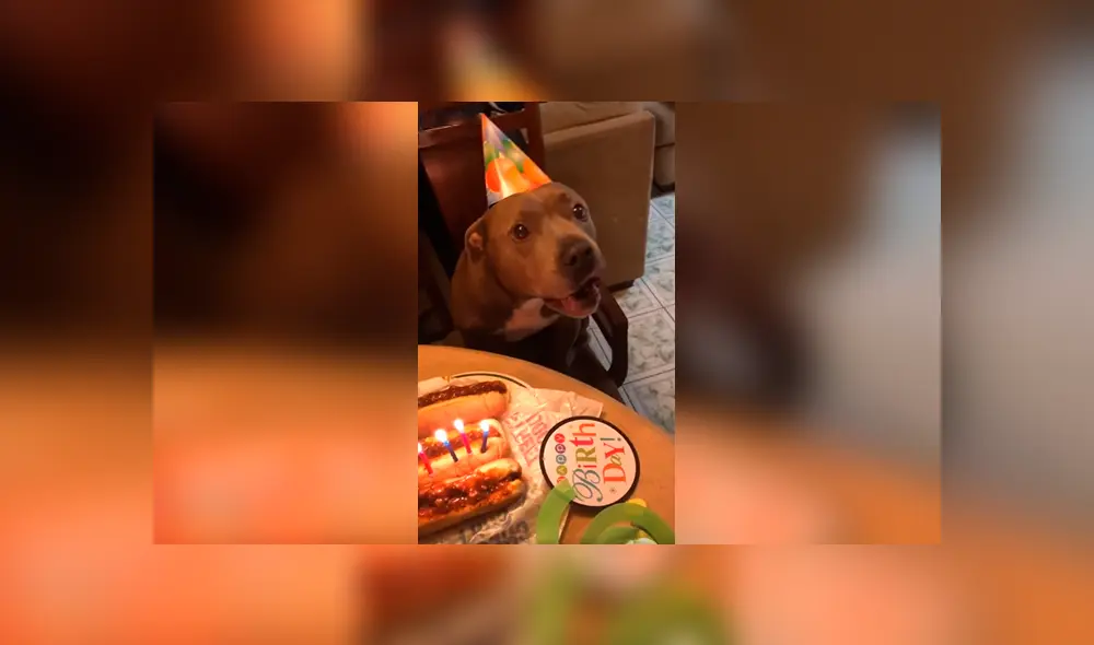 Desliza las imágenes para conocer la sorpresa de cumpleaños que preparó una pareja para su perro. Foto: Captura. Desliza las imágenes para conocer la sorpresa de cumpleaños que preparó una pareja para su perro. Foto: Captura.
