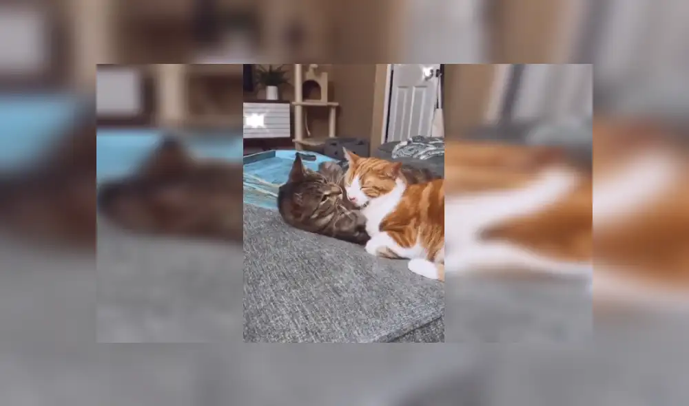 Desliza las imágenes para apreciar el tierno abrazo que le dio un gato a su ‘amigo’ al percatarse que estaban solos. Fotocaptura: Facebook.