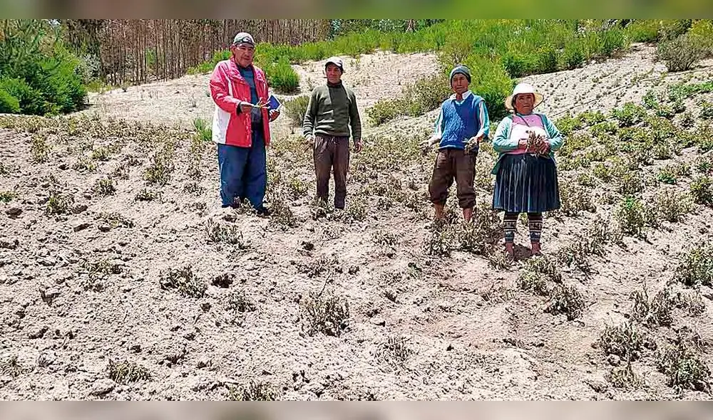 SEQUÍA. Hasta finales de noviembre no hubo lluvias en las provincias del Cusco, lo que dañó los primeros cultivos SEQUÍA. Hasta finales de noviembre no hubo lluvias en las provincias del Cusco, lo que dañó los primeros cultivos