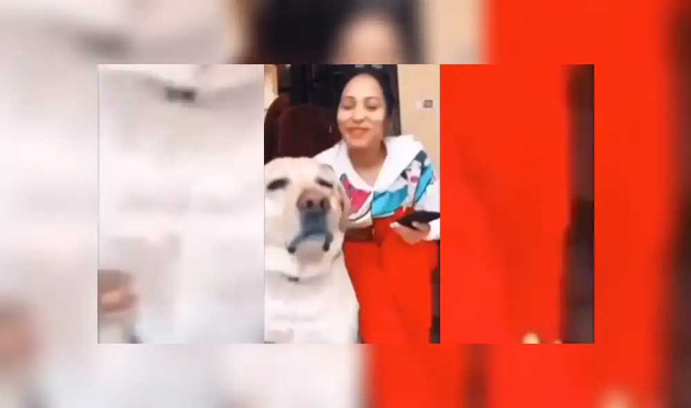 Video es viral en TikTok. Joven se percató del gracioso comportamiento de su perro al escuchar la música y no dudó en grabarlo para compartir las imágenes en redes. Video es viral en TikTok. Joven se percató del gracioso comportamiento de su perro al escuchar la música y no dudó en grabarlo para compartir las imágenes en redes.