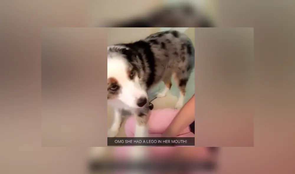 Desliza hacia la izquierda para ver las imágenes del tierno viral de Facebook. Foto: ViralHog Desliza hacia la izquierda para ver las imágenes del tierno viral de Facebook. Foto: ViralHog