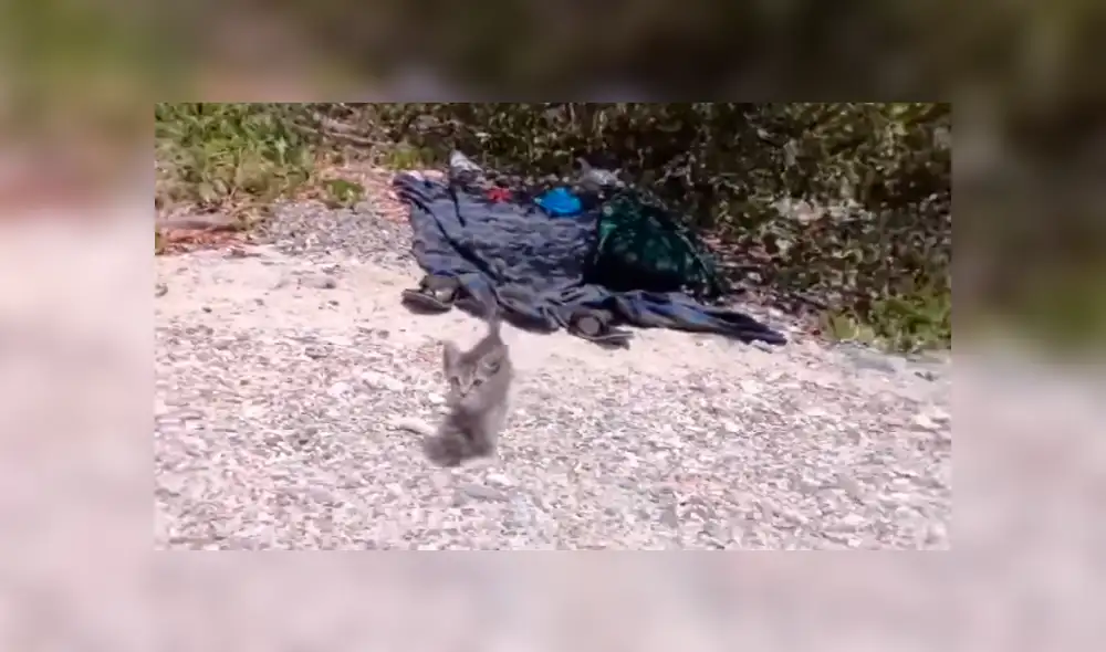 Facebook: Joven enseña a su gato a nadar utilizando un sensacional truco para que no le tema al agua [VIDEO]