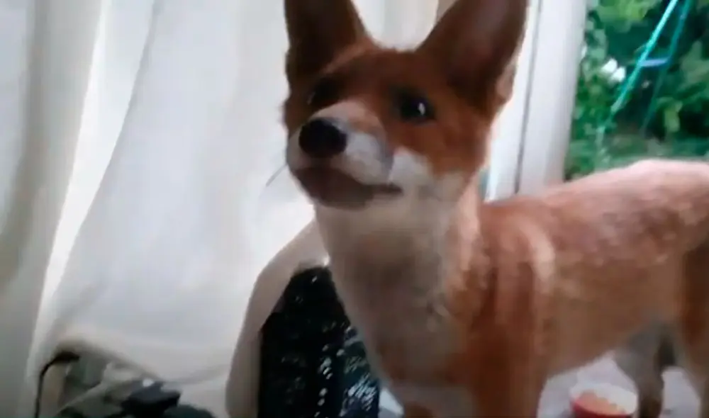 Desliza las imágenes para apreciar el tierno gesto de un hombre al cuidar y proteger a unos zorros que invadieron su casa. Foto: Caters Clips