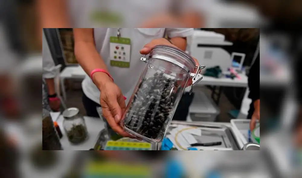 Tailandia celebra gran fiesta de marihuana tras legalización para uso médico [FOTOS]