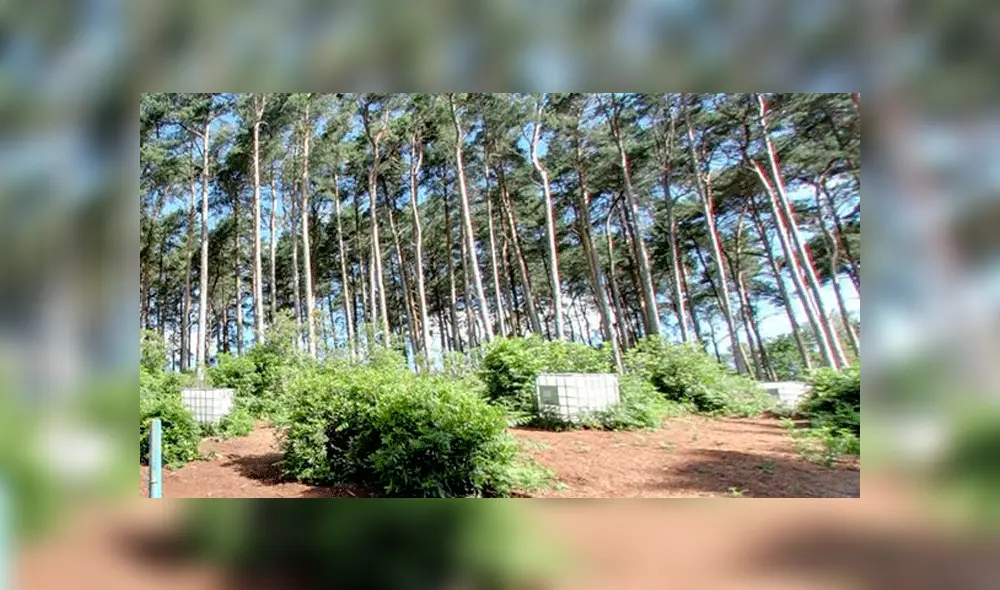 Google Maps: cámaras captan peligrosa escena tras ingresar a zona de guerra en Estados Unidos [FOTOS]