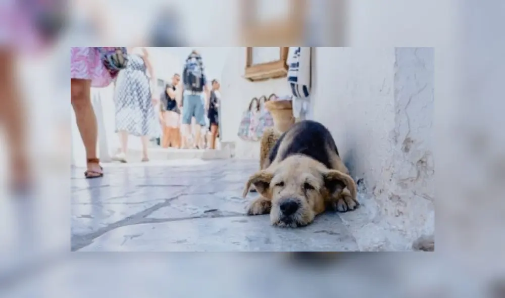 Perro callejero coronavirus Foto: Difusión Perro callejero coronavirus Foto: Difusión