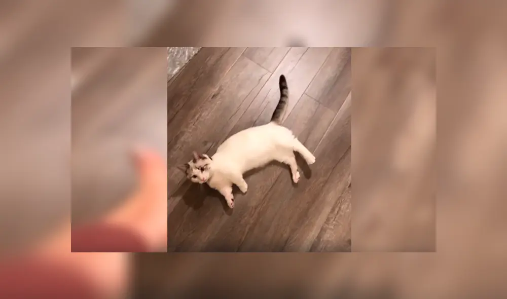 En Facebook, un travieso gato simuló estar muerto mientras jugaba con su cuidadora a dispararse.