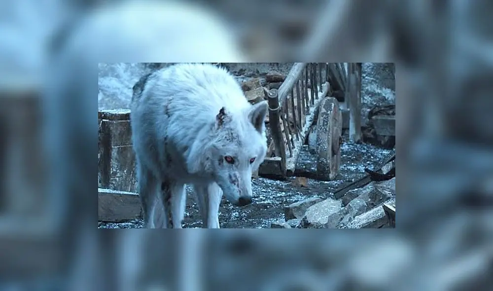 ¿Es Game of Thrones responsable del abandono masivo de perros Huskies en el Reino Unido?